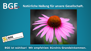 BGE Echinacea - Bild größer - Download oder Link kopieren