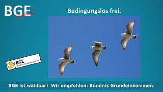 Vögel Frei - Bild größer - Download oder Link kopieren
