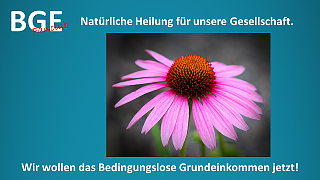 BGE Echinacea - Bild größer - Download oder Link kopieren